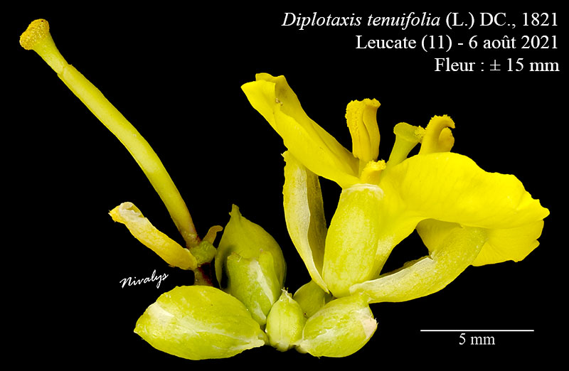 Diplotaxis tenuifolia #68732