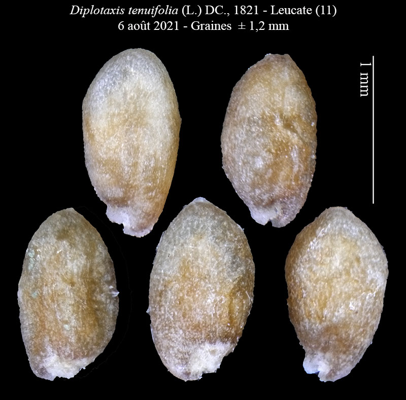 Diplotaxis tenuifolia #68735