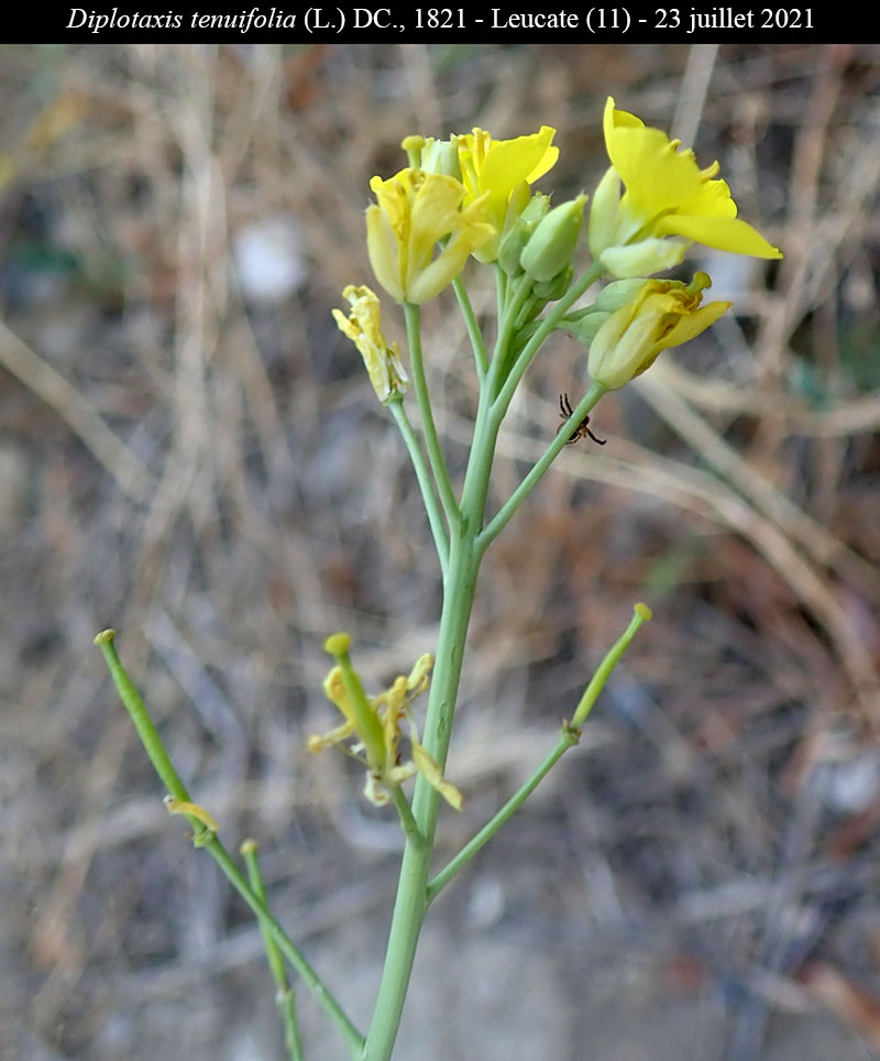 Diplotaxis tenuifolia #68730