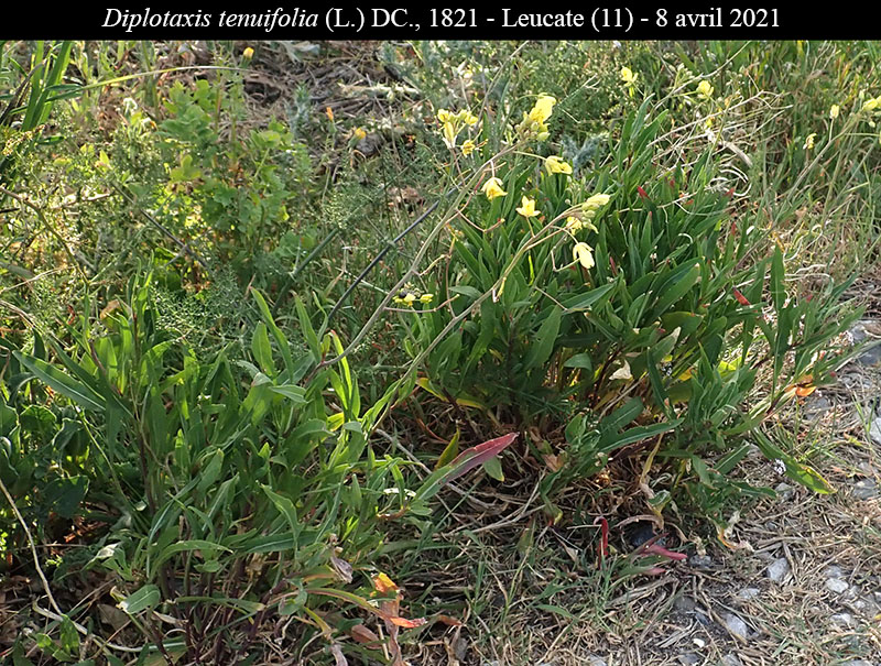 Diplotaxis tenuifolia #68726