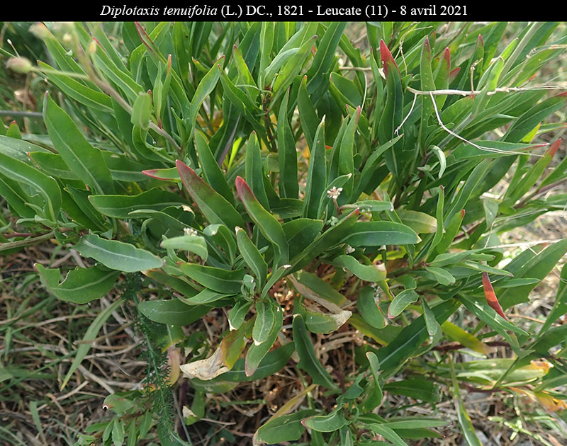 Diplotaxis tenuifolia #68727