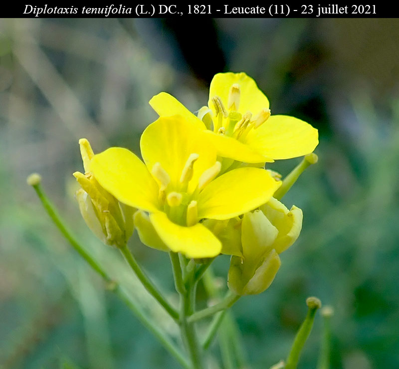 Diplotaxis tenuifolia #68729