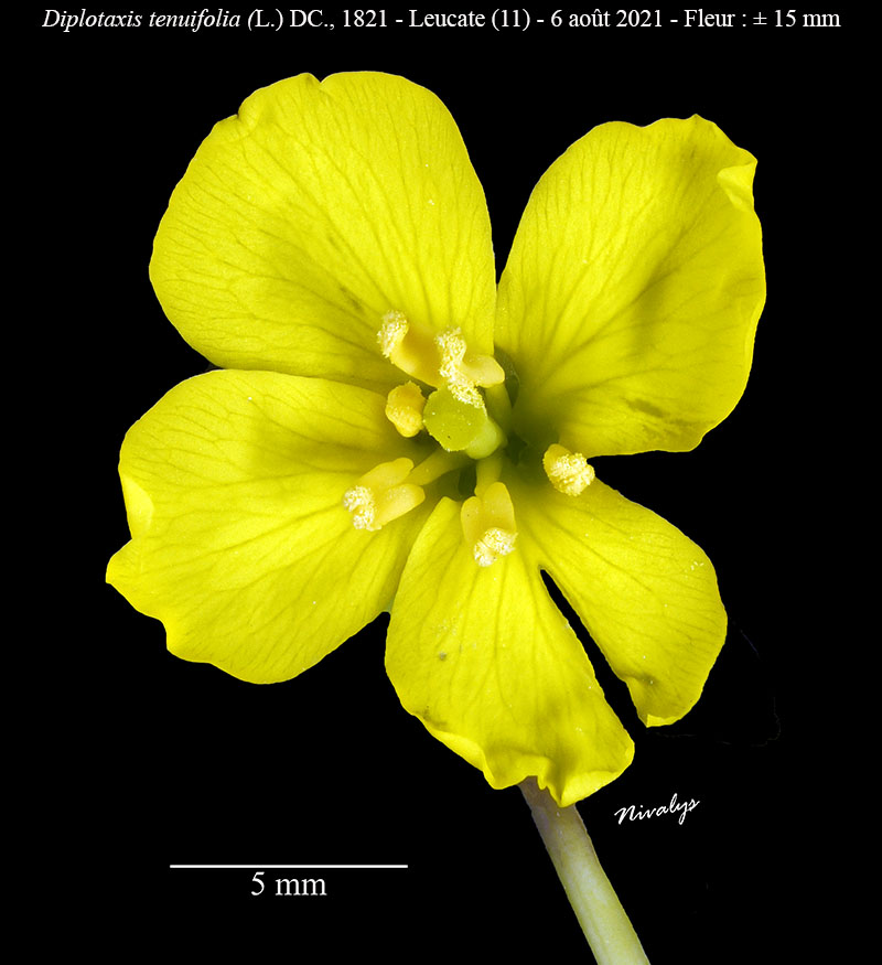 Diplotaxis tenuifolia #68739