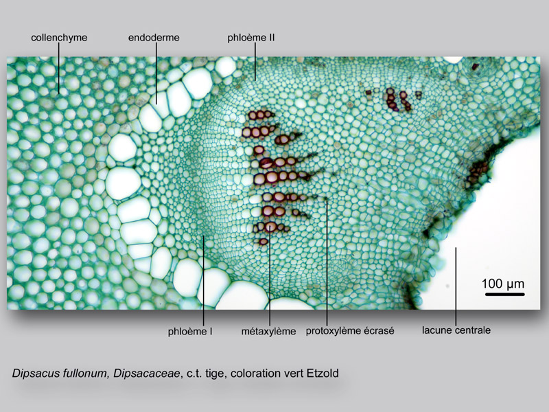 Dipsacus fullonum, histologie, histology #23004