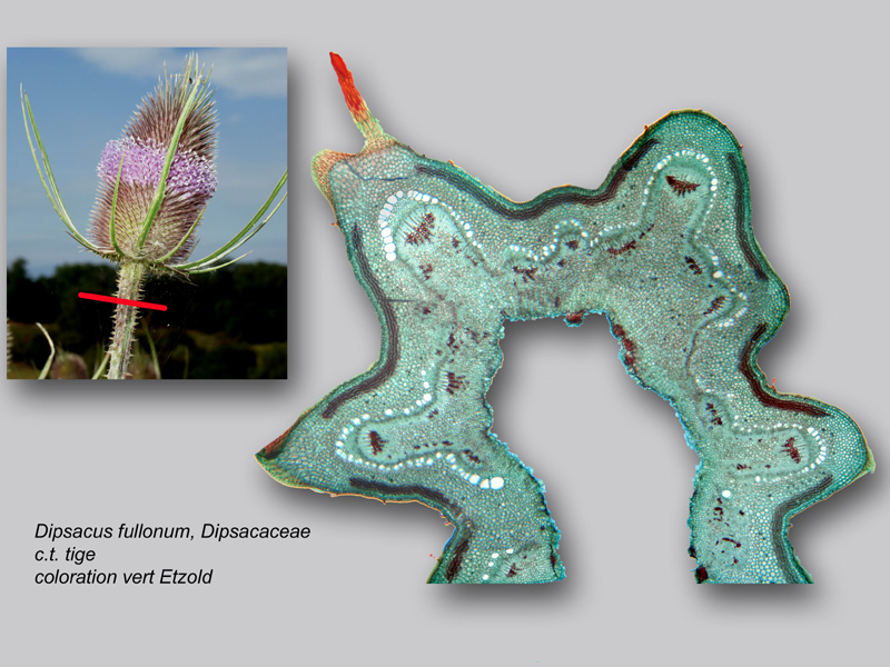 Dipsacus fullonum, histologie, histology #23002