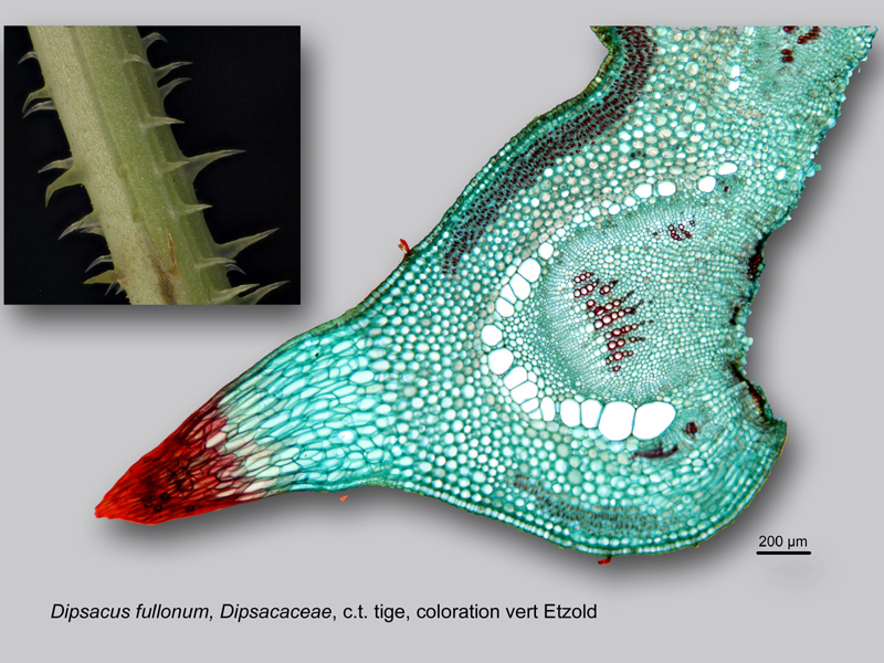 Dipsacus fullonum, histologie, histology #23003