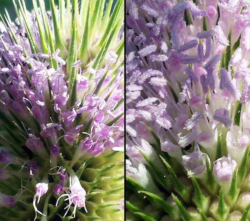 Dipsacus fullonum Linné, 1753 #46119