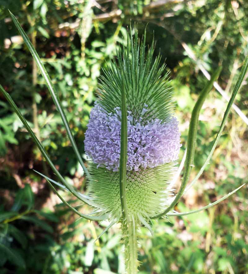 Dipsacus fullonum Linné, 1753 #46118