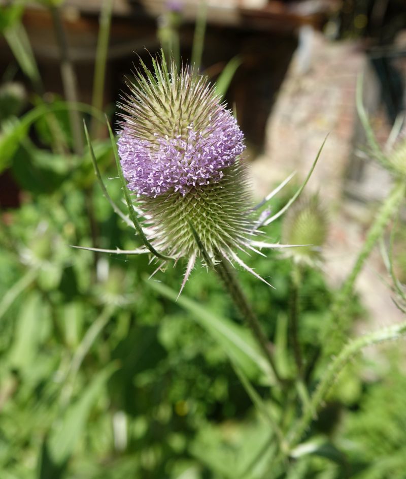 Dipsacus fullonum - Cardere sauvage #67597