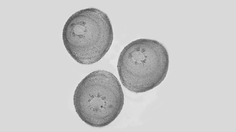 Dipsacus fullonum - Cardere sauvage #67599