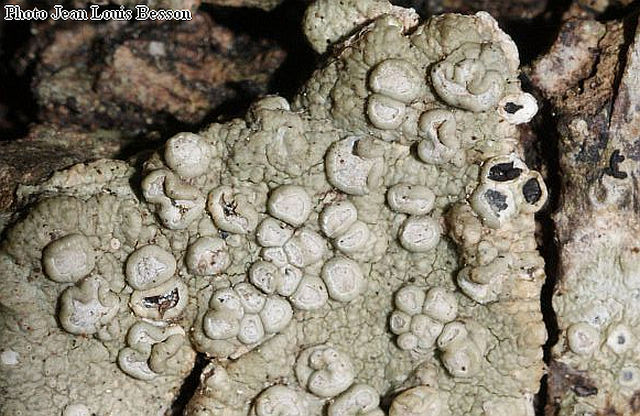 Dirina ceratoniae (Ach.) Fries(1831) #14910
