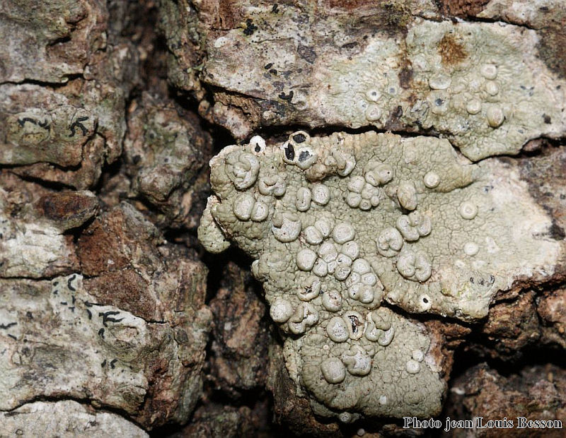 Dirina ceratoniae (Ach.) Fries(1831) #14911
