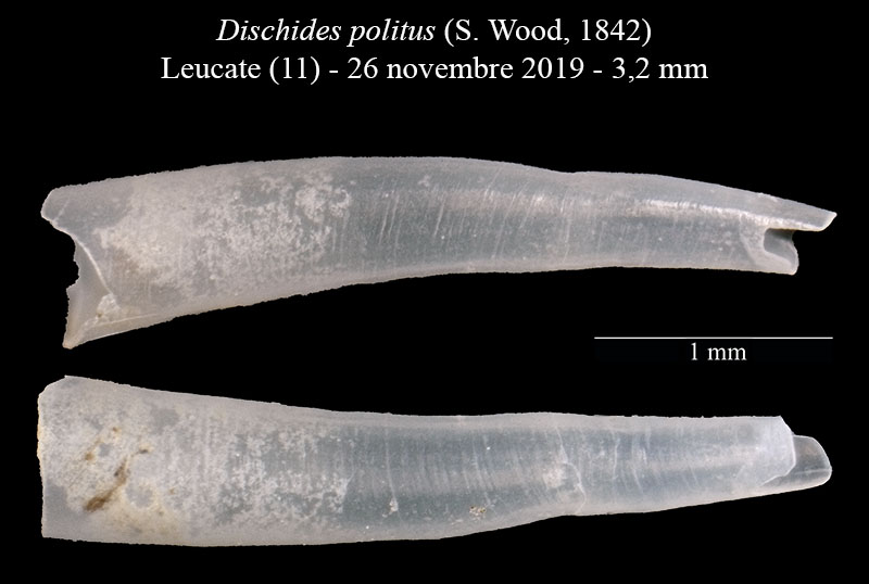Dischides politus #61585