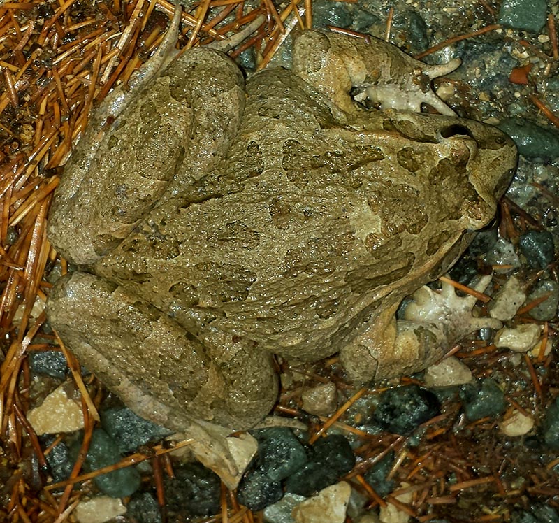 Discoglossus pictus #52467