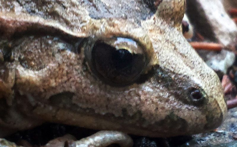 Discoglossus pictus #52468
