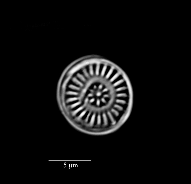 Discostella pseudostelligera #71947