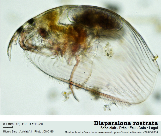 Disparalona rostrata (Koch, 1841) #38387