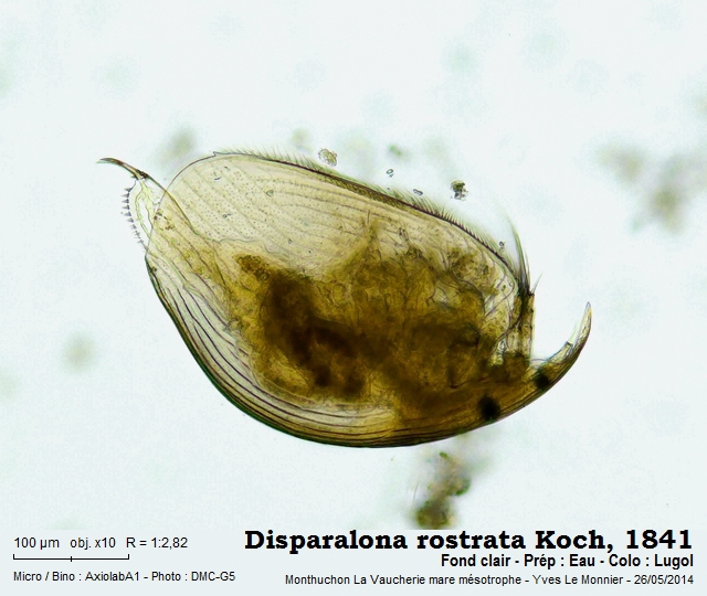 Disparalona rostrata (Koch, 1841) #38386