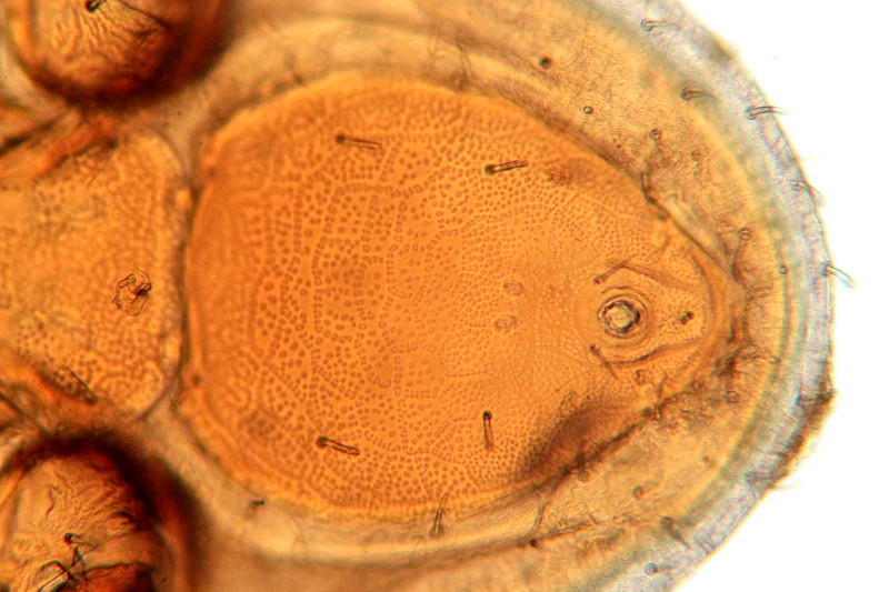 Dissoloncha superbus - Macrochelidae - France #34255