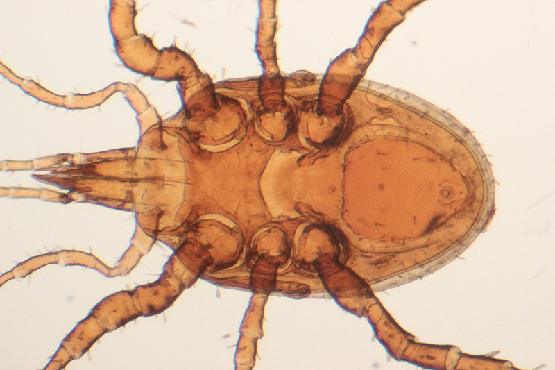 Dissoloncha superbus - Macrochelidae - France #34253