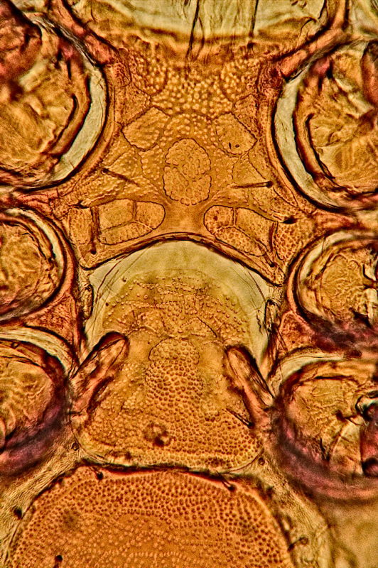 Dissoloncha superbus - Macrochelidae - France #41067