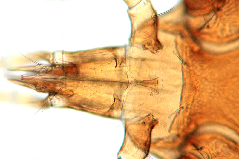 Dissoloncha superbus - Macrochelidae - France #34256