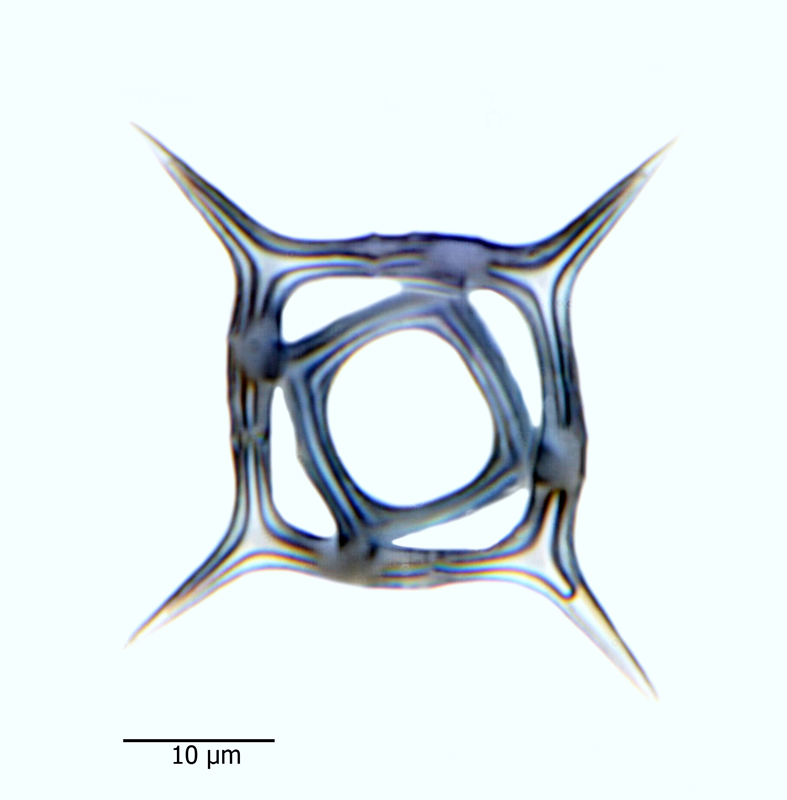 Distephanus crux #44198