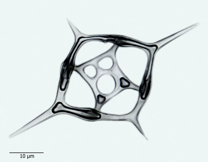 Distephanus crux var. stauracanthus #44057