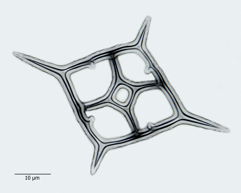 Distephanus crux var. mesophthalamus #44485