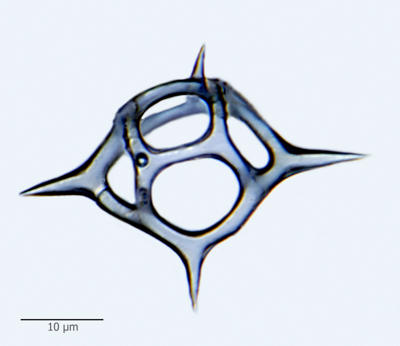 Distephanus crux #44197