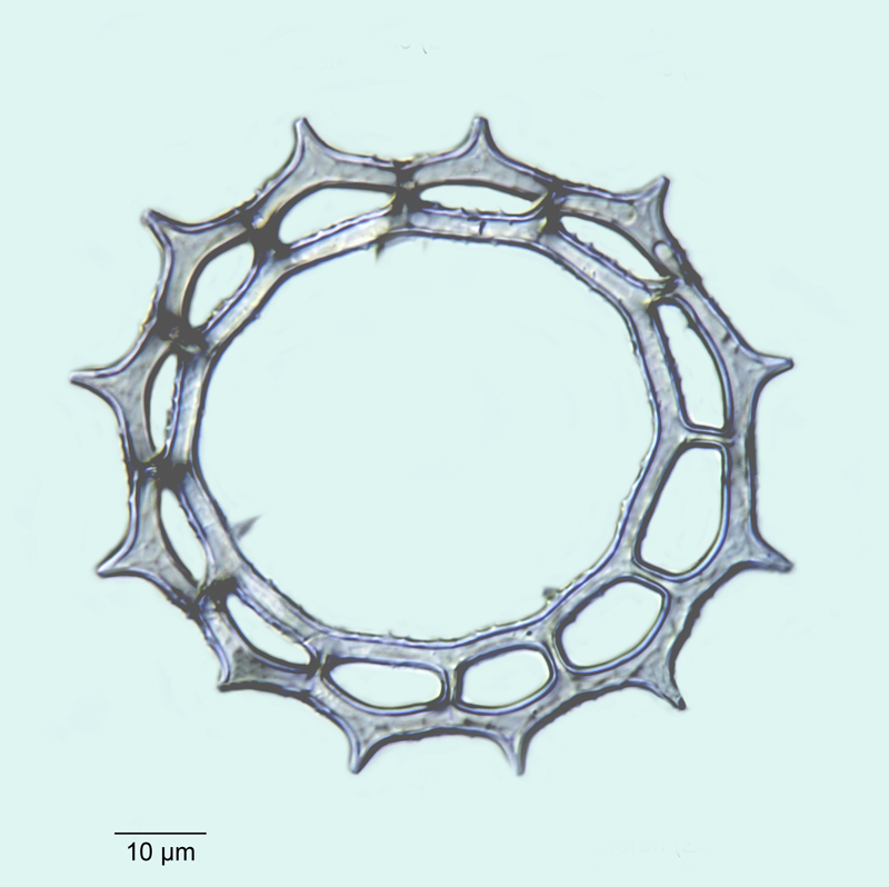 Distephanus polyactis #53096