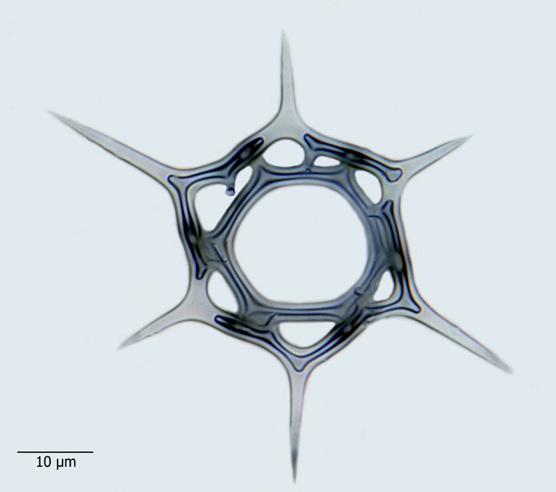 Distephanus speculum #44052