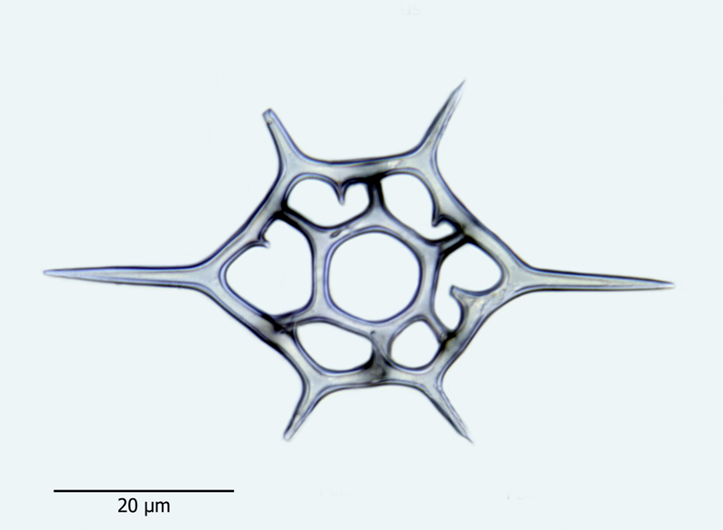 Distephanus speculum #44051