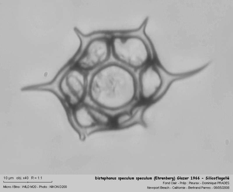 Distephanus speculum speculum (Ehrenberg) Glazer 1966 #3842