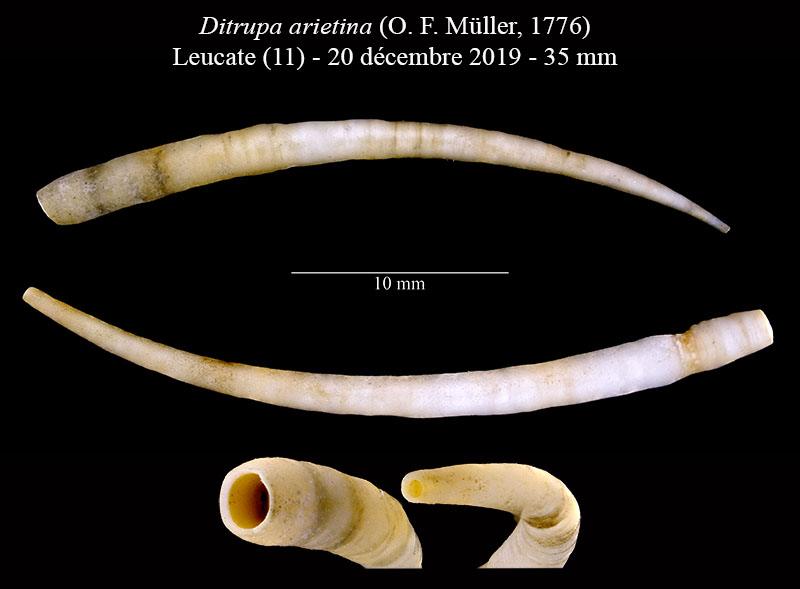 Ditrupa arietina #62932