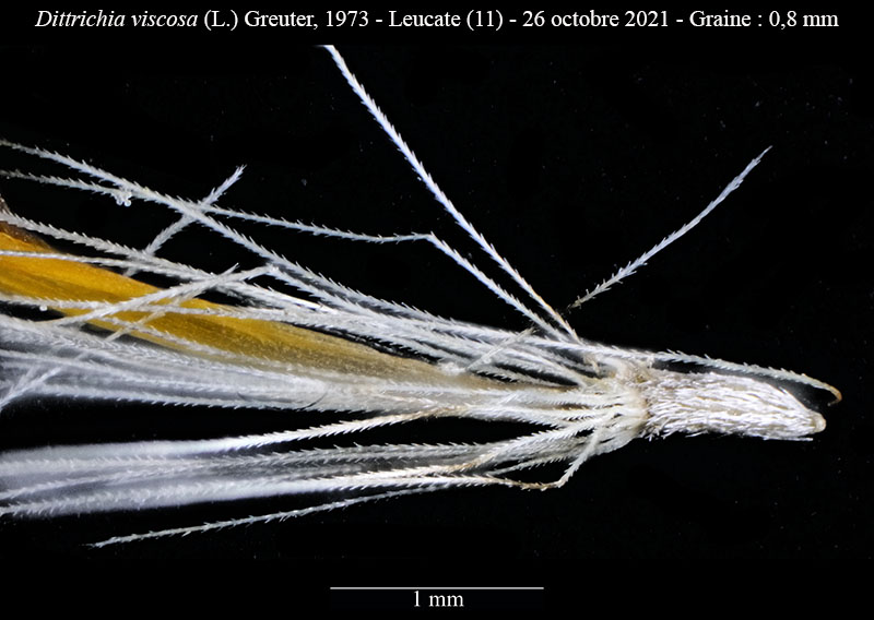 Dittrichia viscosa #75781