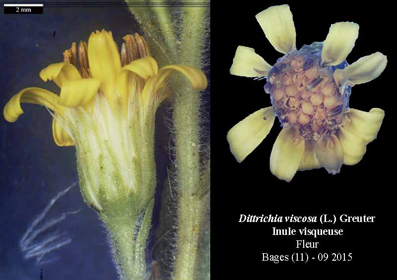 Dittrichia viscosa - Inule visqueuse #42257