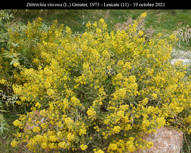 Dittrichia viscosa #75775