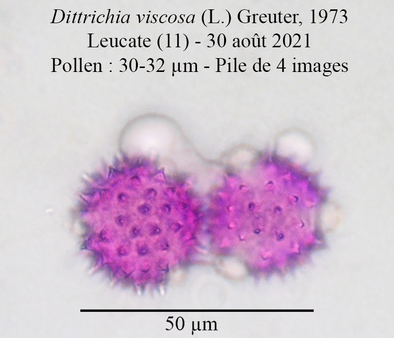 Dittrichia viscosa - Inule visqueuse #75784