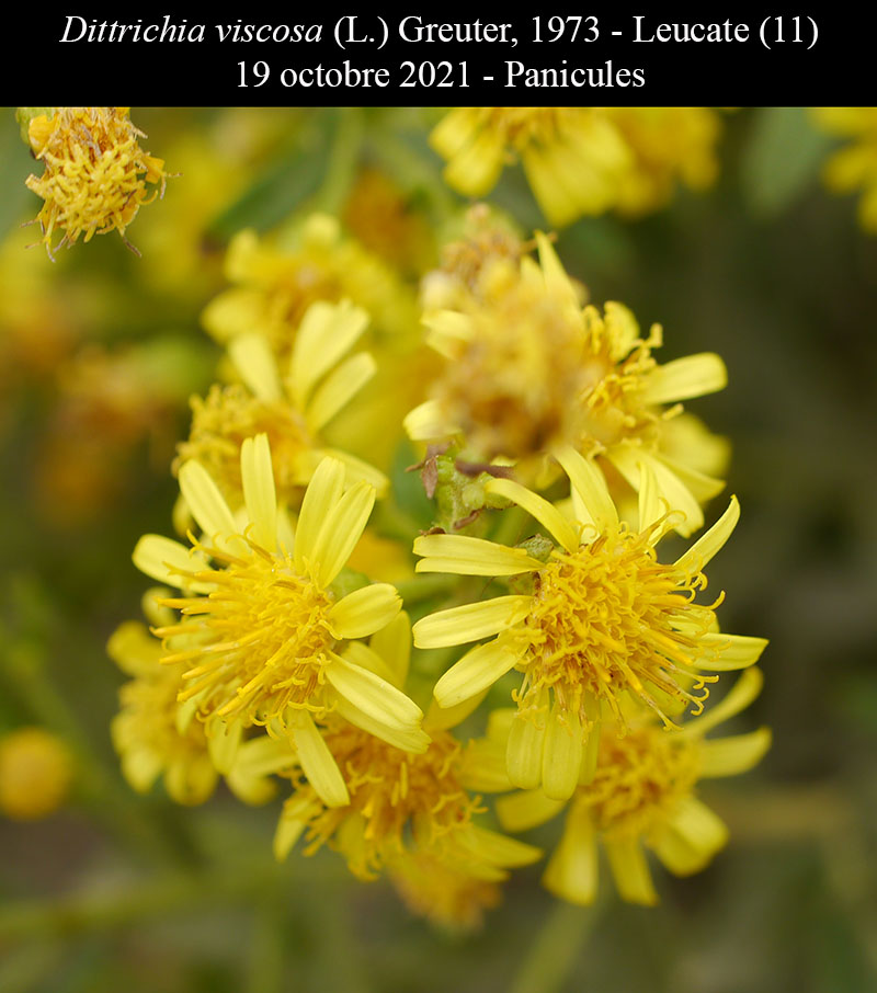 Dittrichia viscosa #75777