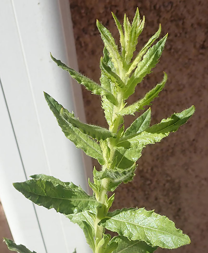 Dittrichia viscosa #75776