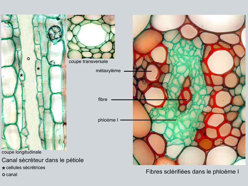 Dizygotheca elegantissima, histologie #18486