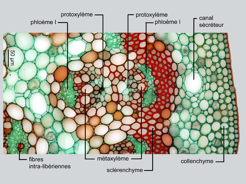 Dizygotheca elegantissima, histologie #18485