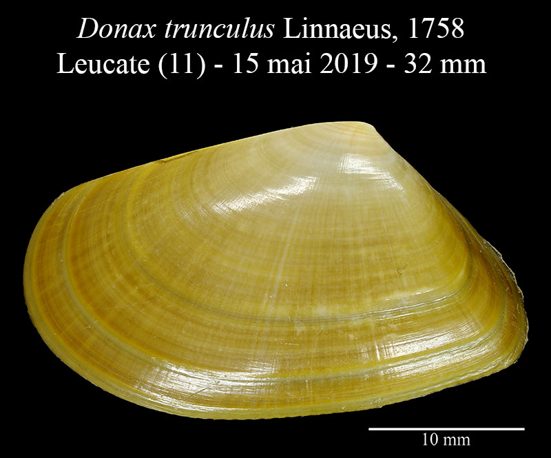 Donax trunculus #59779