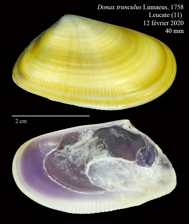 Donax trunculus #62174