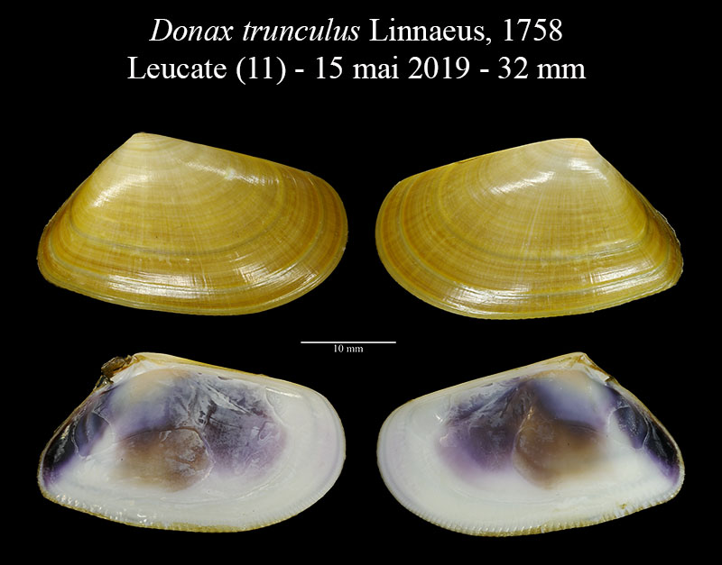 Donax trunculus #59780