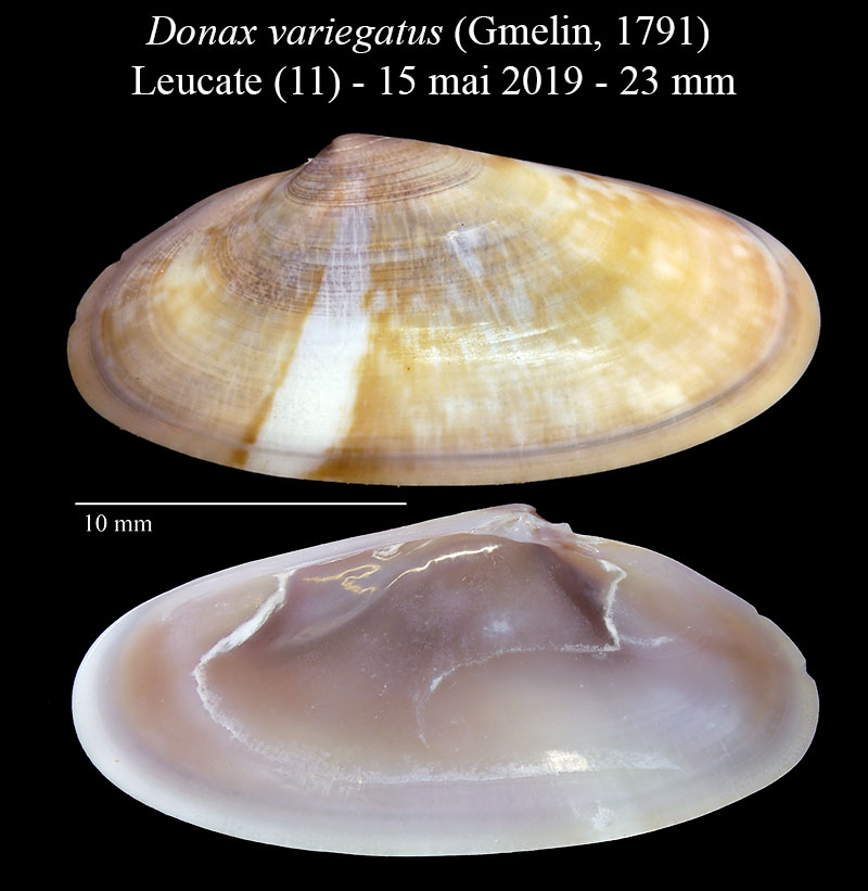 Donax variegatus #60347