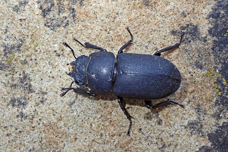 Dorcus parallelipipedus Linnaeus #59977
