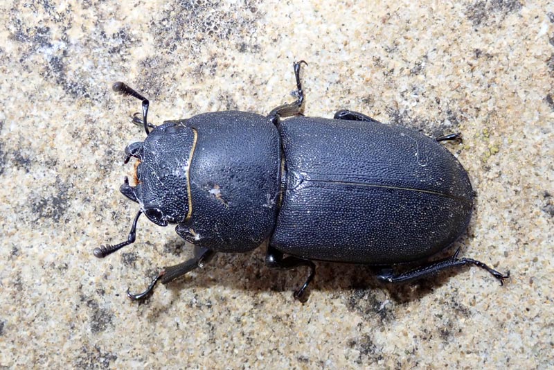 Dorcus parallelipipedus Linnaeus #59978