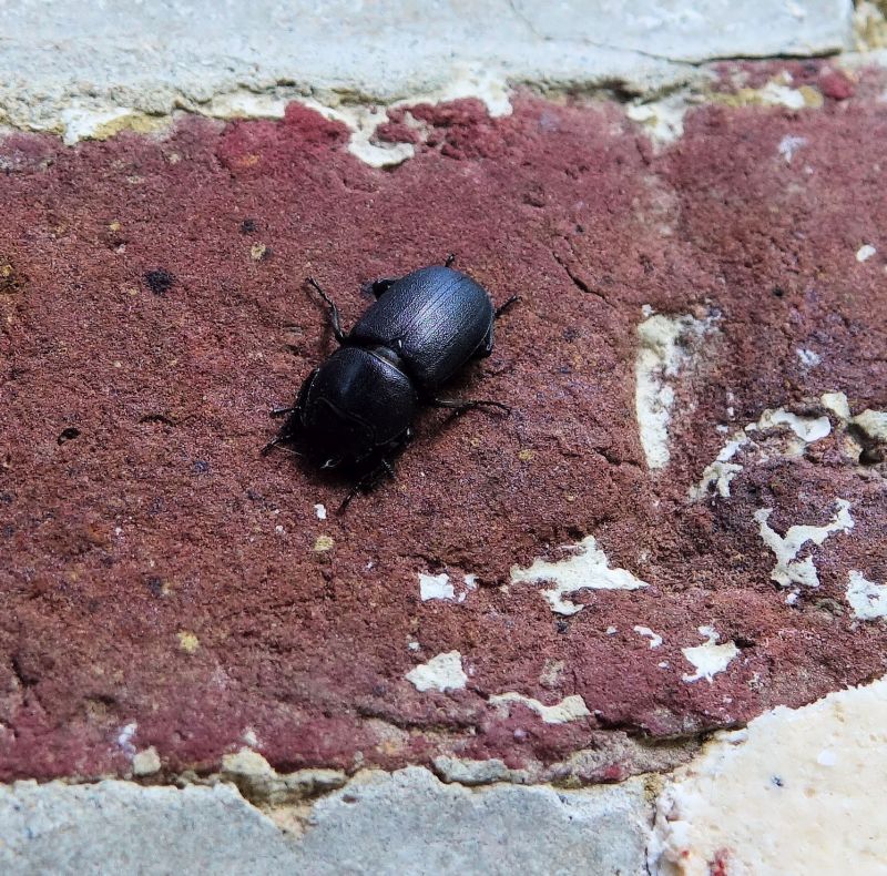 Dorcus parallelipipedus #71225